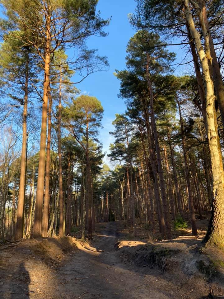 Gullied path through woods