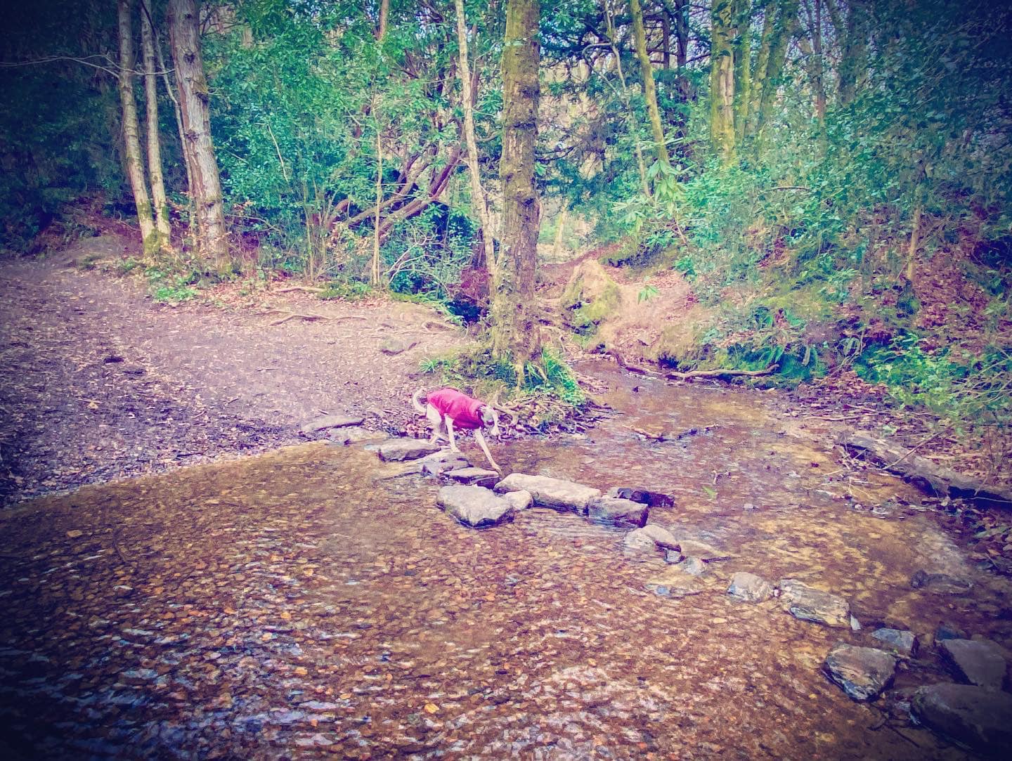 Millbrook stream with stepping stones