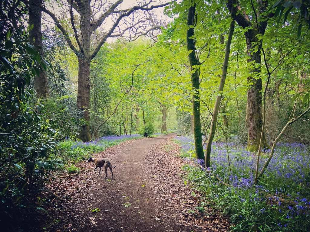 Springtime bluebells
