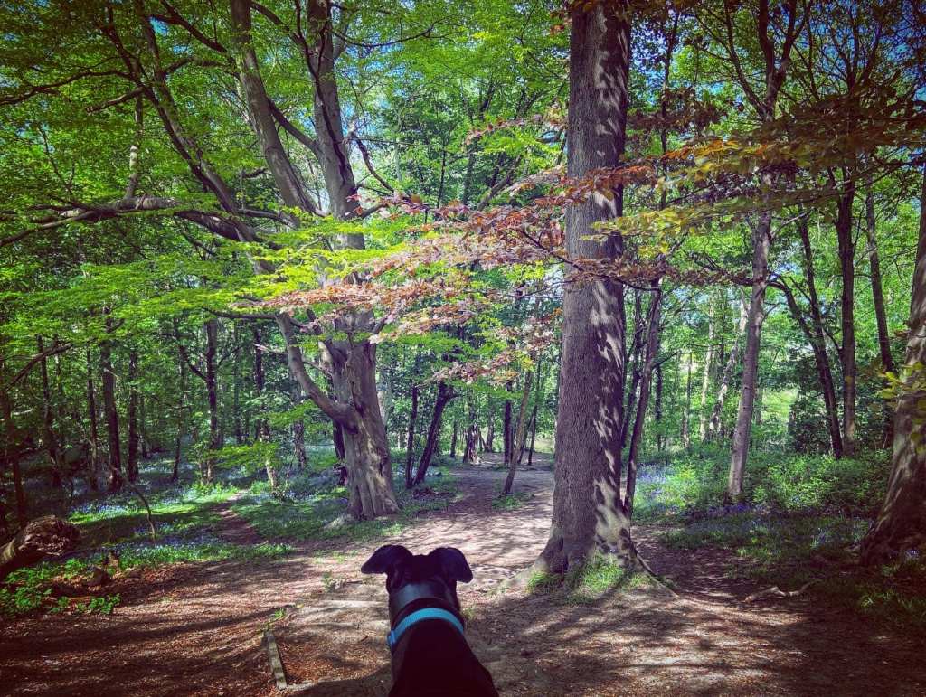 Bluebells in the springtime