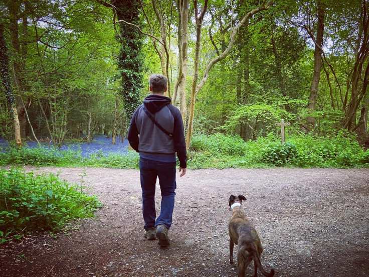 Bluebells in the woods