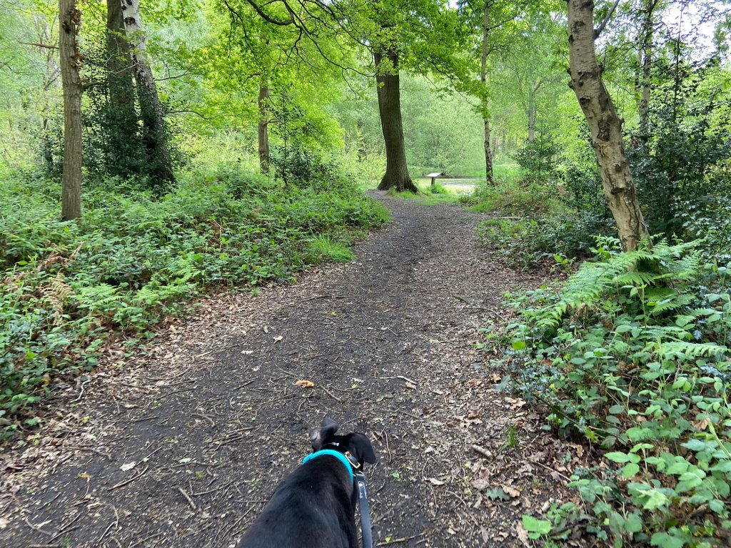 Margy pond ahead, the path goes alongside the left-hand side of it so the water is on your right