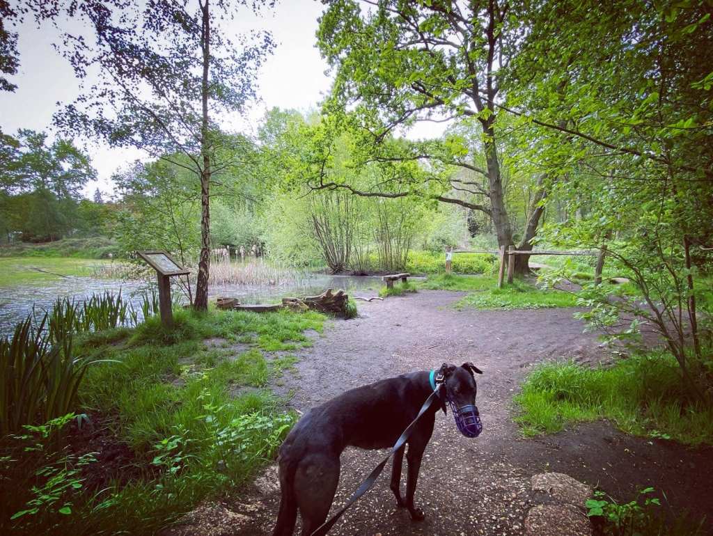 Pass to the right of Halfpenny Pond