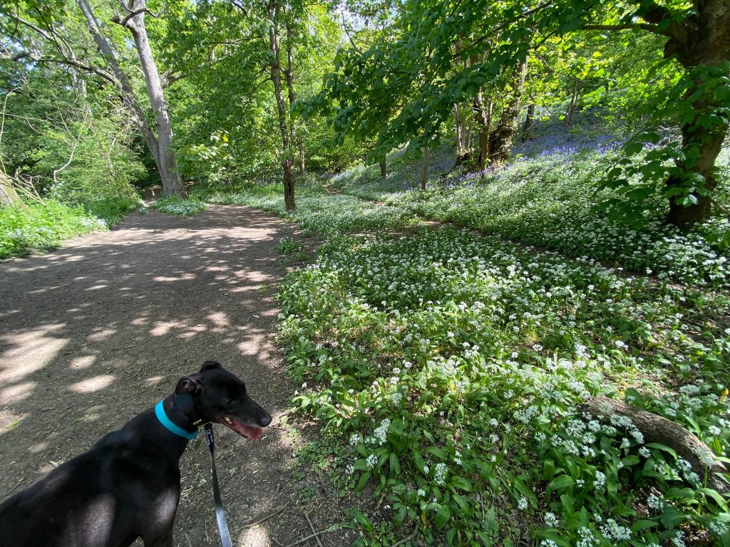 Bluebells and wild garlic