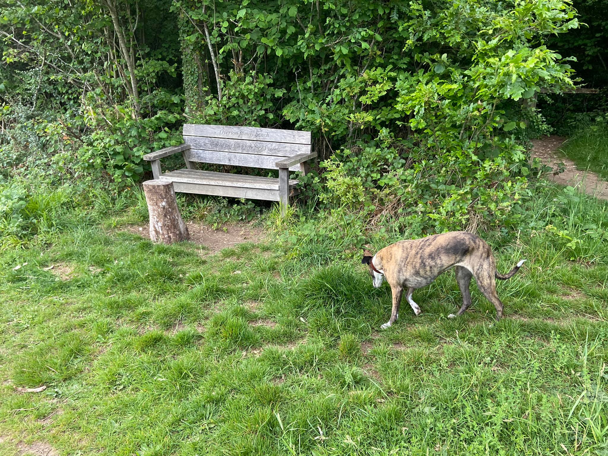 Overton family bench