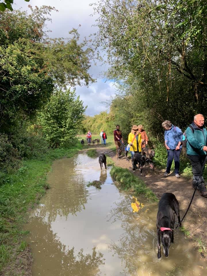 Dogs and walkers navigating a really big puddle