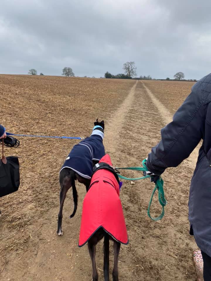 Dogs walking on a footpath that crosses an open field, crops either side have been harvested