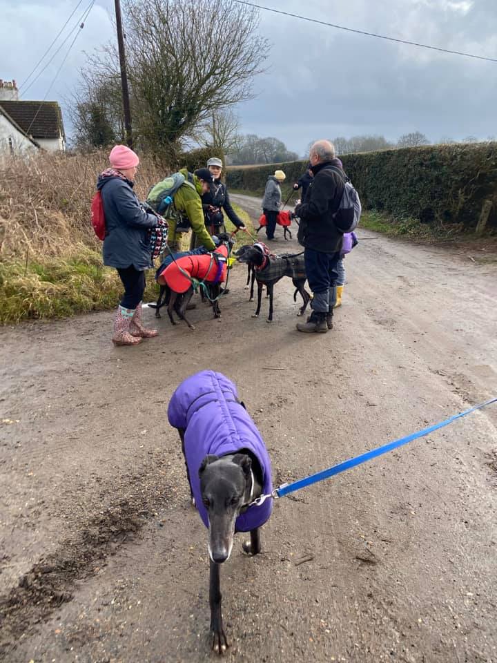 Walkers and dogs at the lane