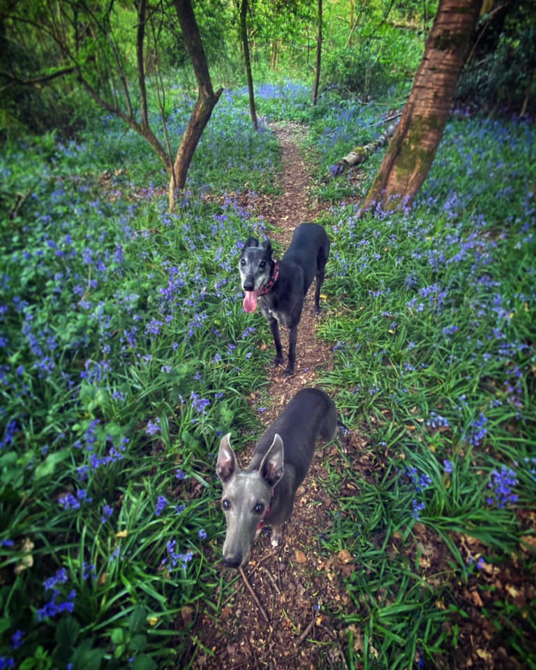 Rena greyhound and Mia whippet in the bluebells