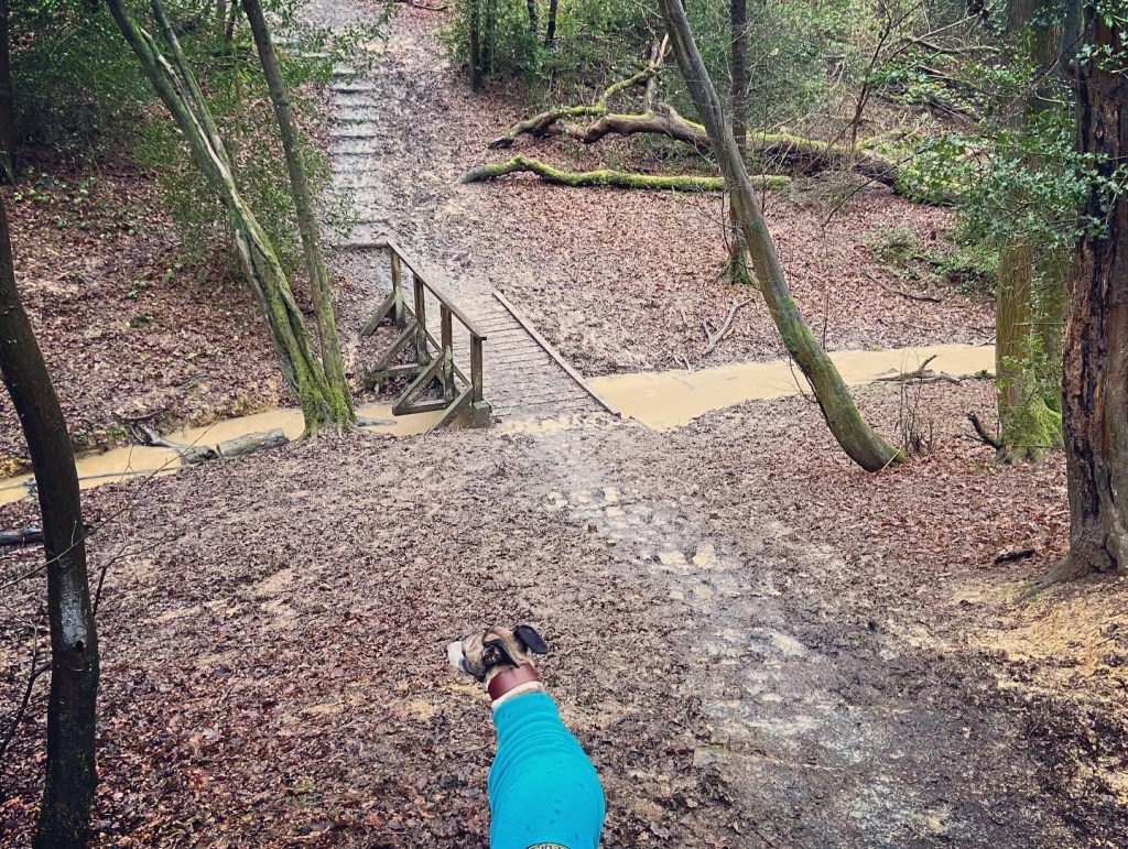 Jett whippet and a wooden bridge across a stream