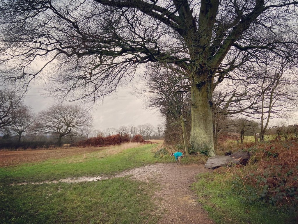Jett whippet at a finger post by fallen tree trunks