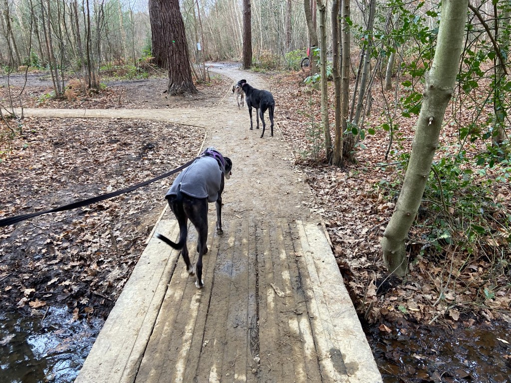 Kara greyhound crossing a wooden bridge