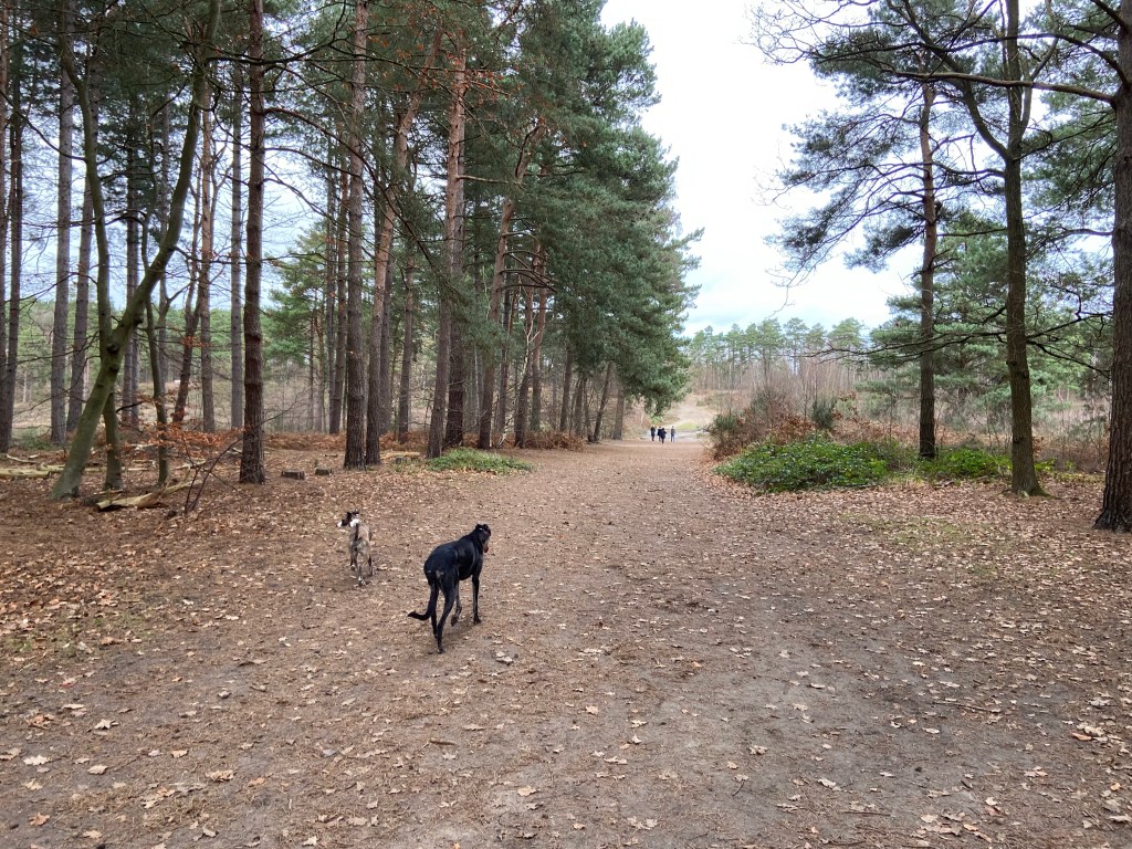 Rena greyhound and Jett whippet walking past tall pine trees to the open heathland area