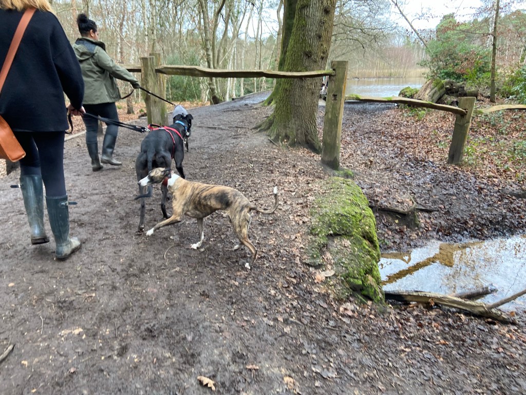 Walking past a wooden barrier to Black Pond, which can be seen ahead