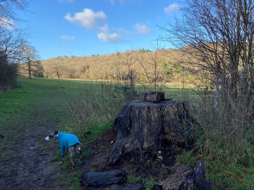 Jett at the tree stump upon which the lamp post Narnia statue usually stands. It is currently offsite (Jan 2022) undergoing restoration as the wood has started to rot