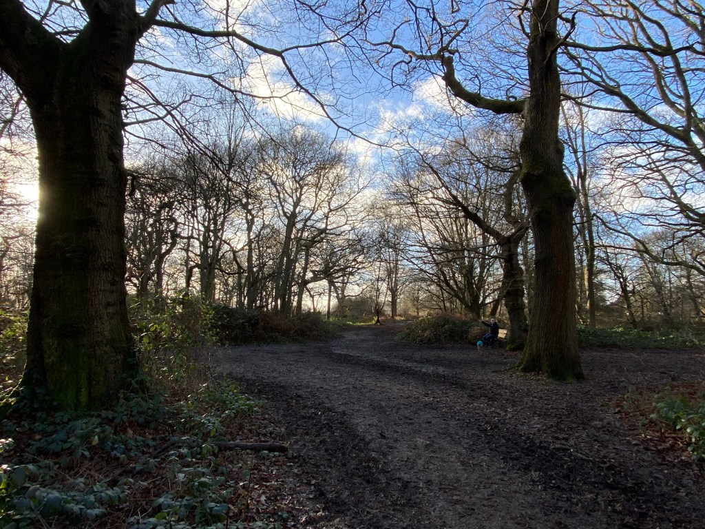 woodland scene with the low winter sun shining through the trees