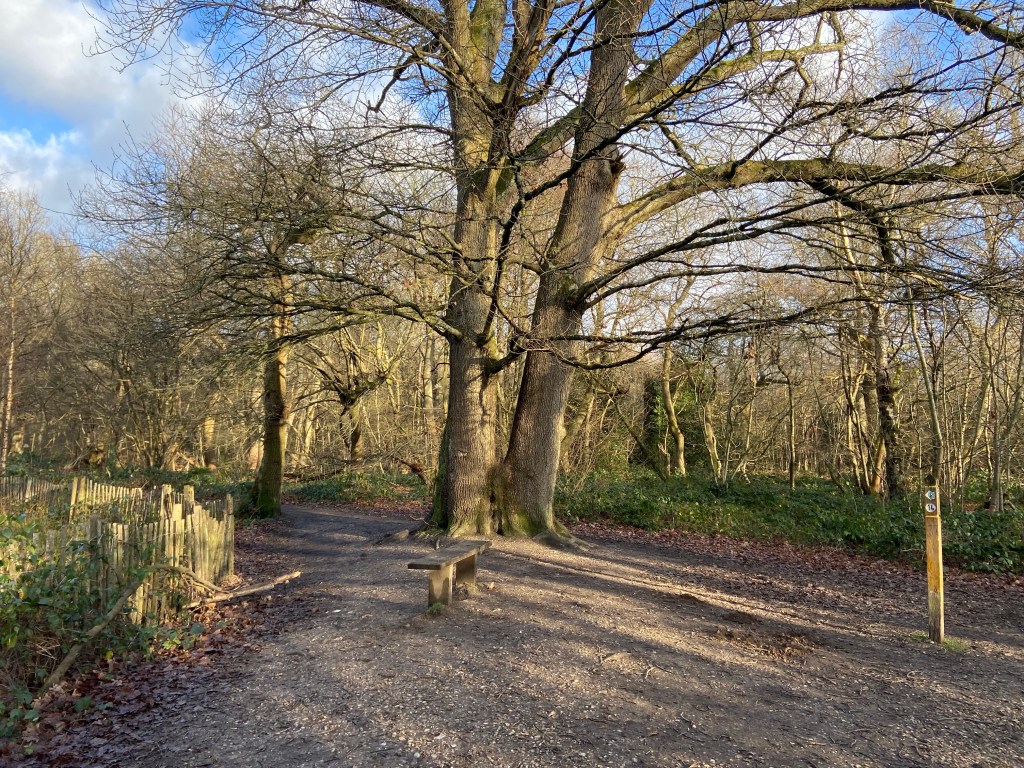 Woodland scene next to a pond
