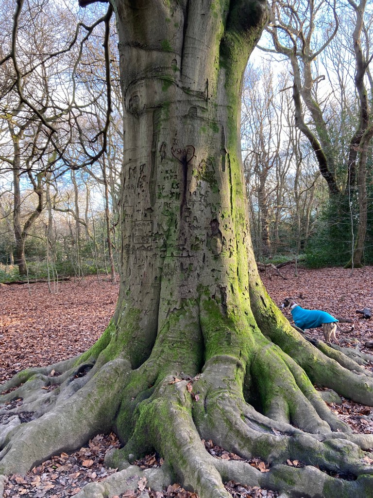 Large tree with carvings made into the trunk by visitors over the years