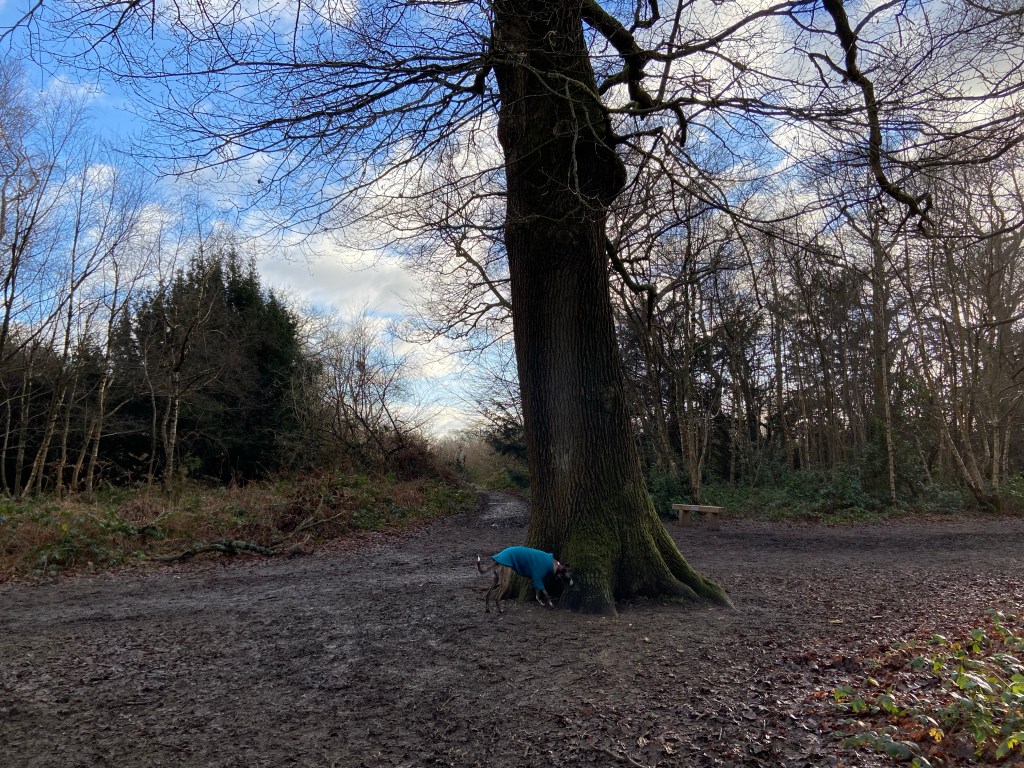 Jett whippet sniffing a tree at a junction of paths on the edge of the wood