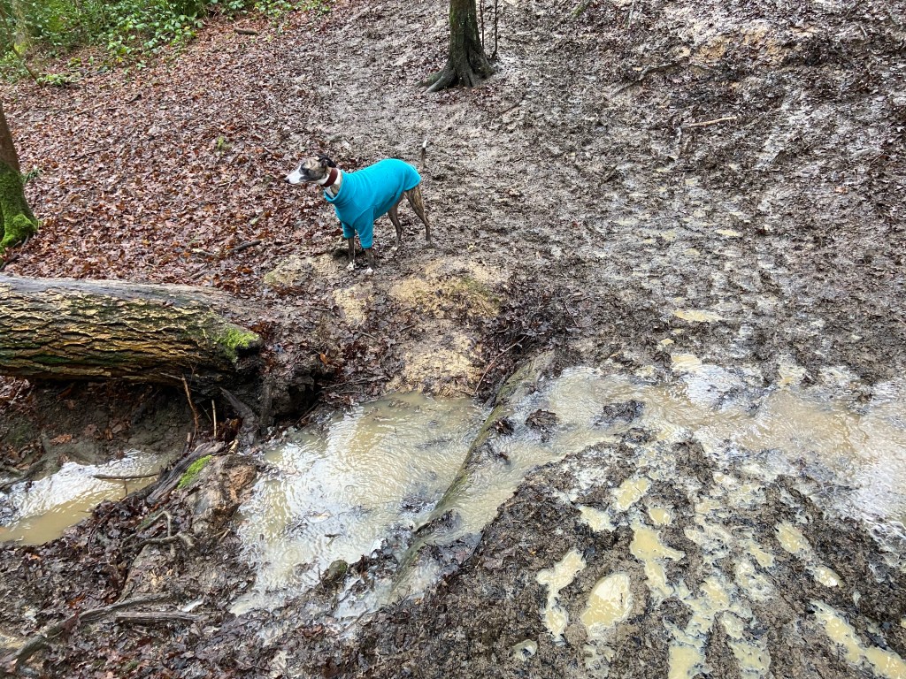 Jett whippet by a stream and a fallen tree