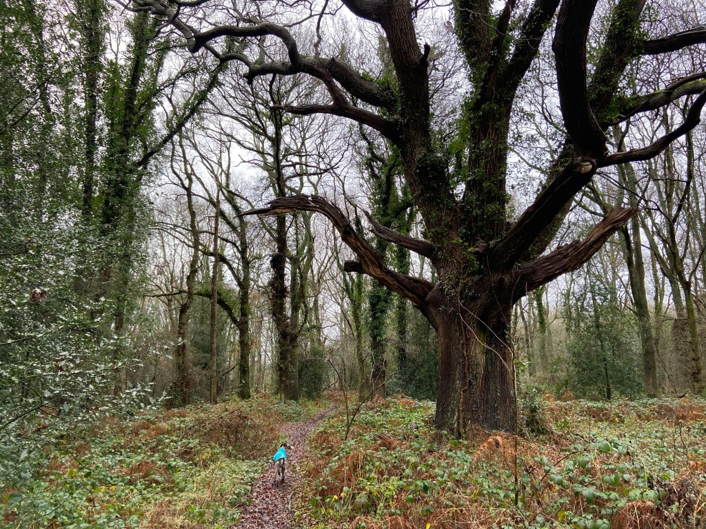 Jett whippet standing under an ancient tree