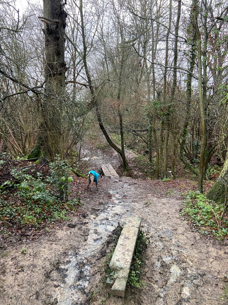 Jett whippet navigating a very muddy path down to a sleeper bridge over a stream