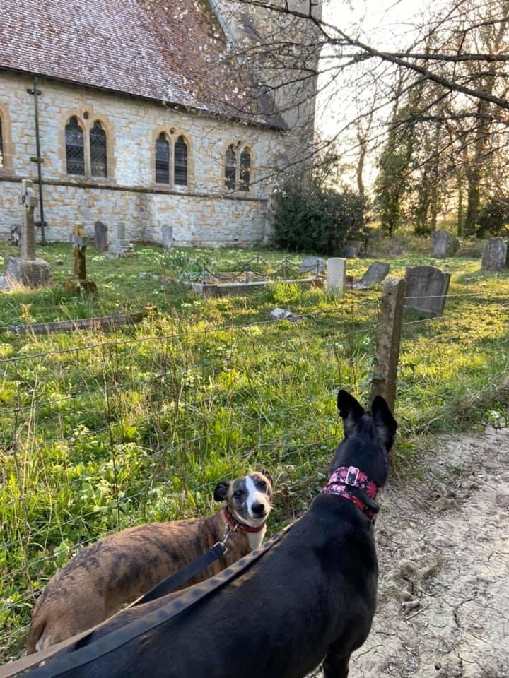 Jett whippet and Rena greyhound walking past a church and graveyard