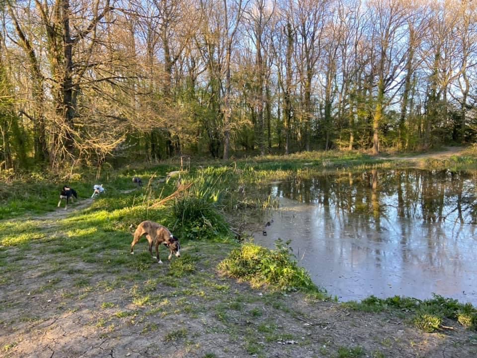 Whippets running around the edge of a pond