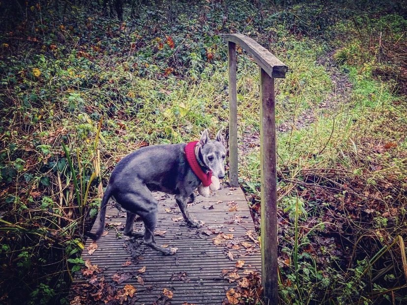 Smurf whippet crossing a small wooden bridge