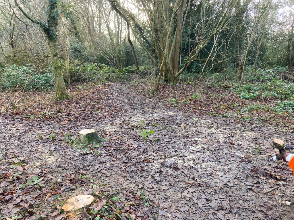 Tree stumps in the wood