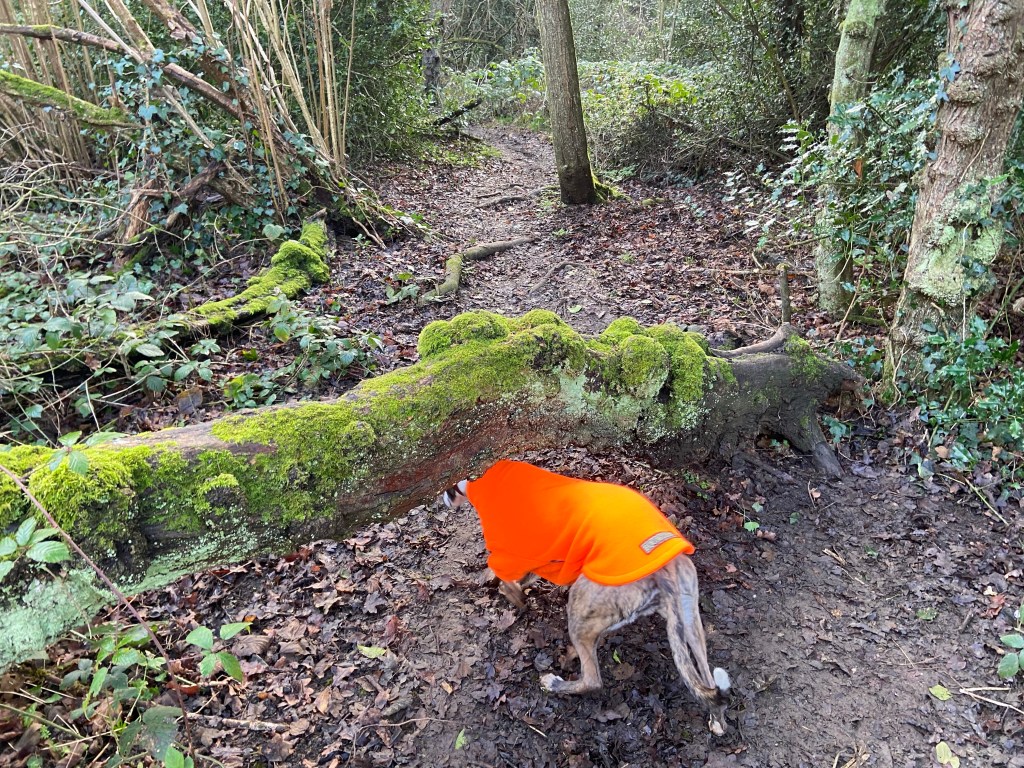 Jett whippet ducking under a fallen tree