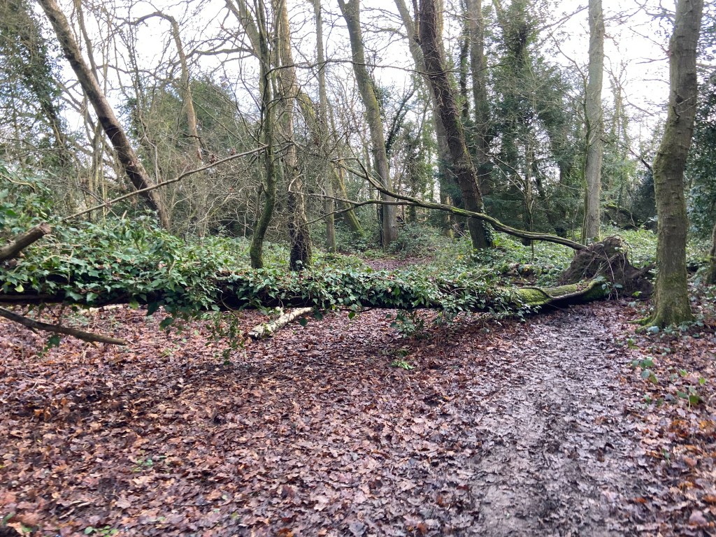 Fall tree covered in ivy