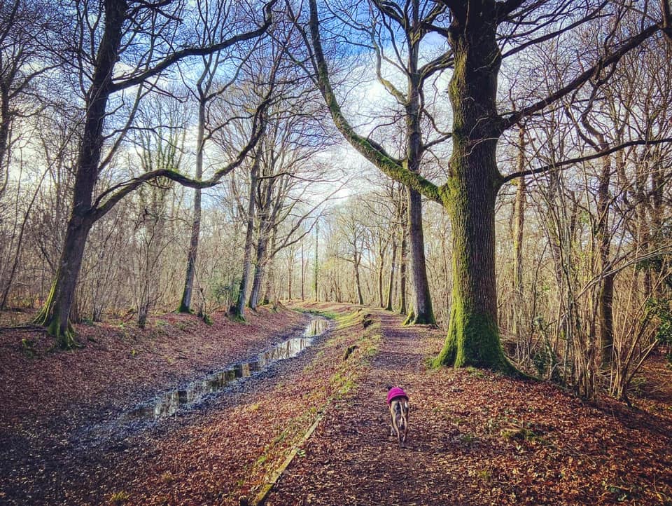 Jett walking along the canal