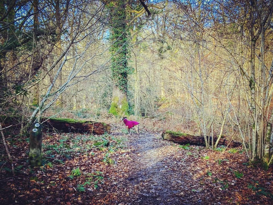 Jett between segments of fallen tree trunks