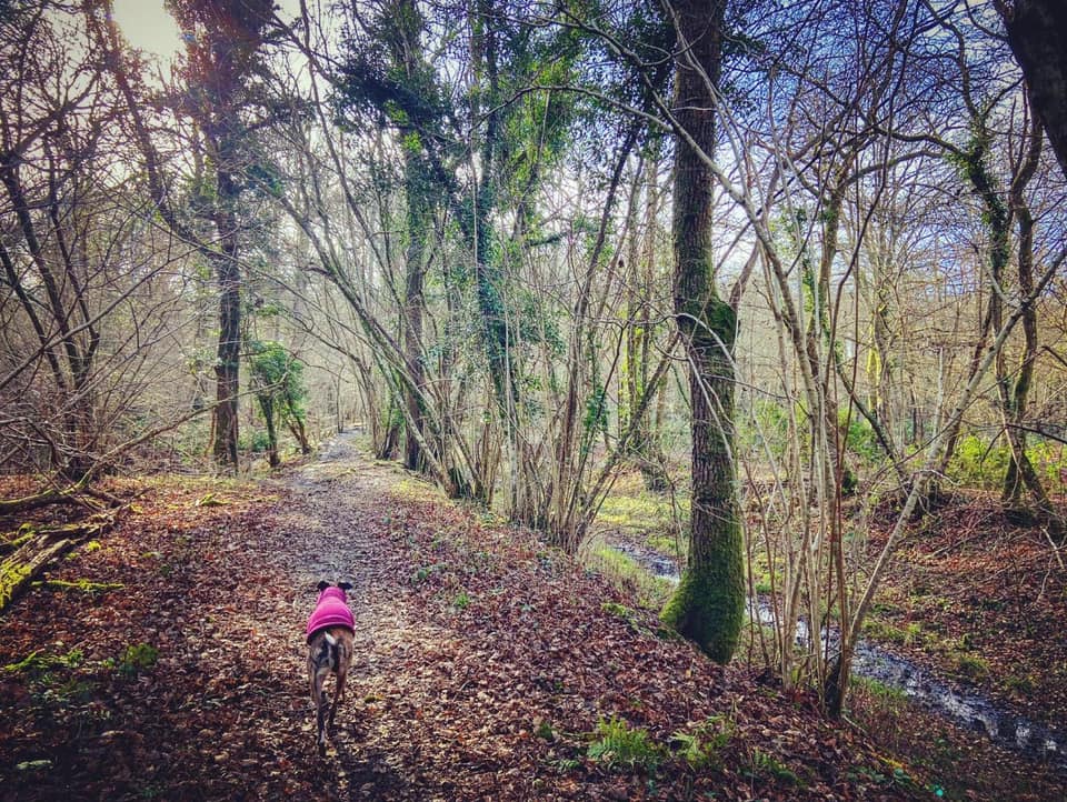 Jett walking along the canal