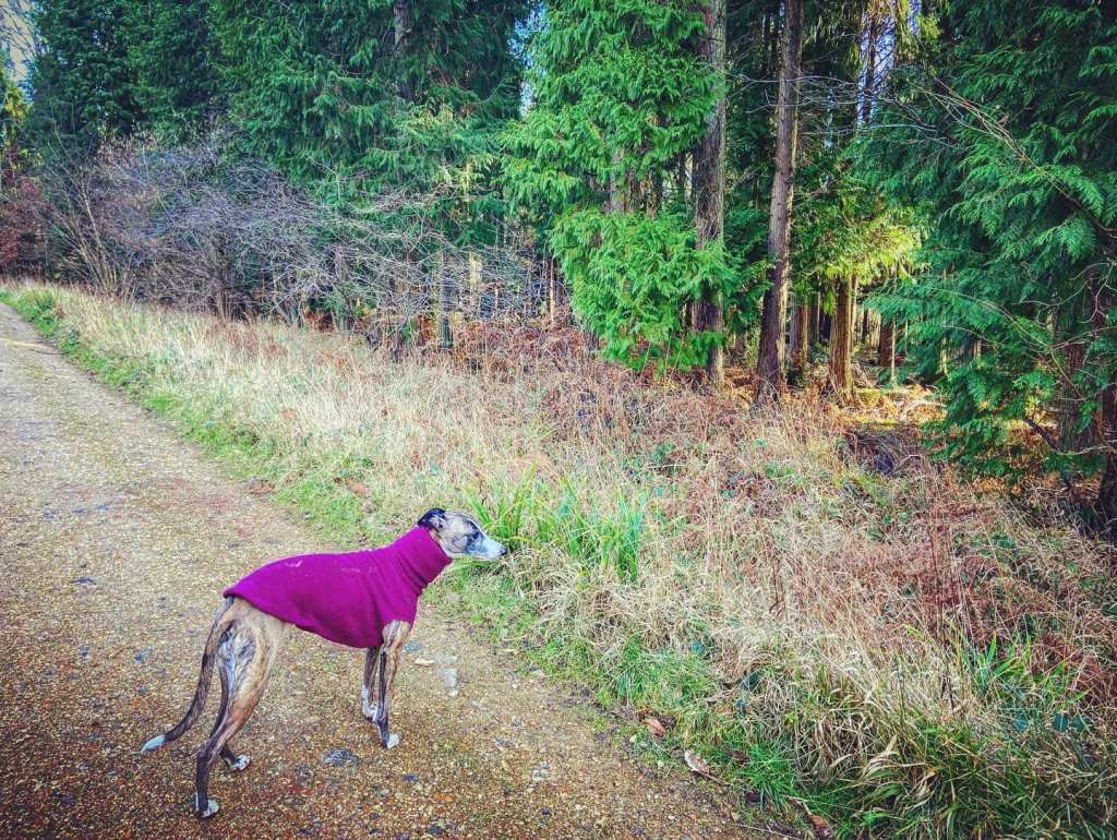 Coniferous woodland on the right of the path 