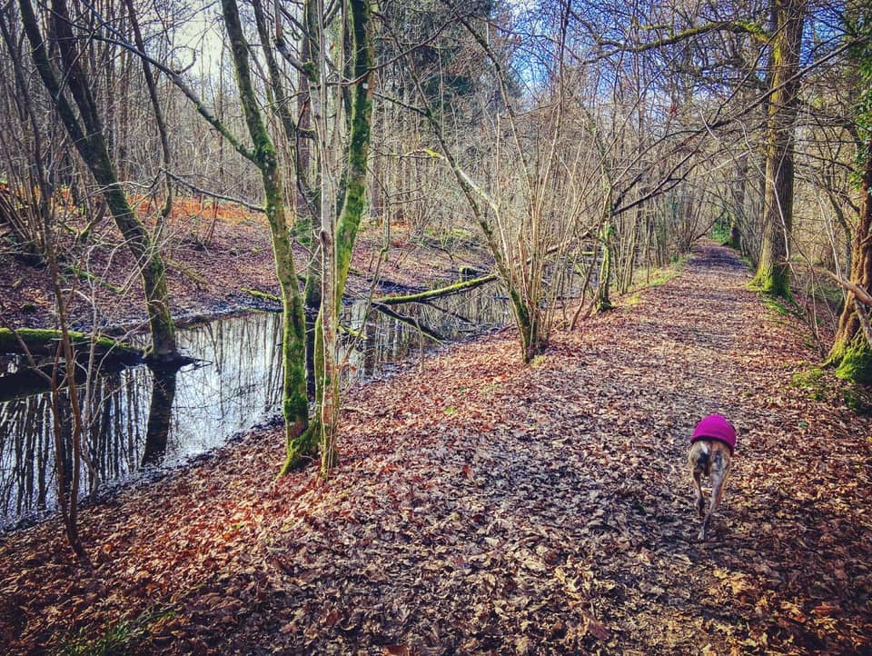 Canal - There used to be six locks along this section