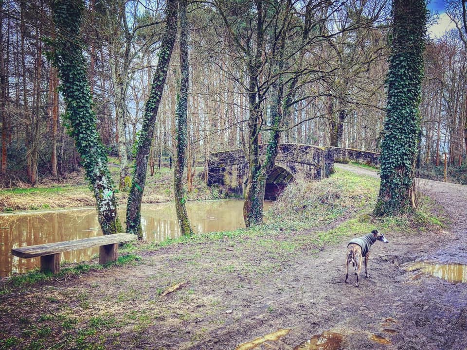 Bridge over the canal