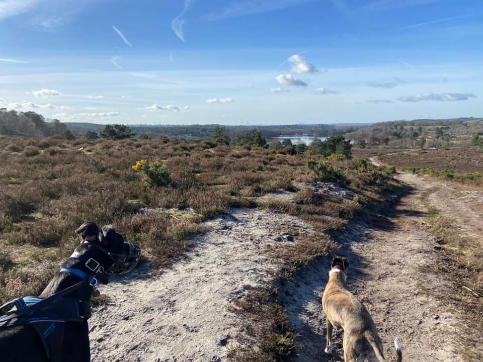 Frensham Great Pond in the distance