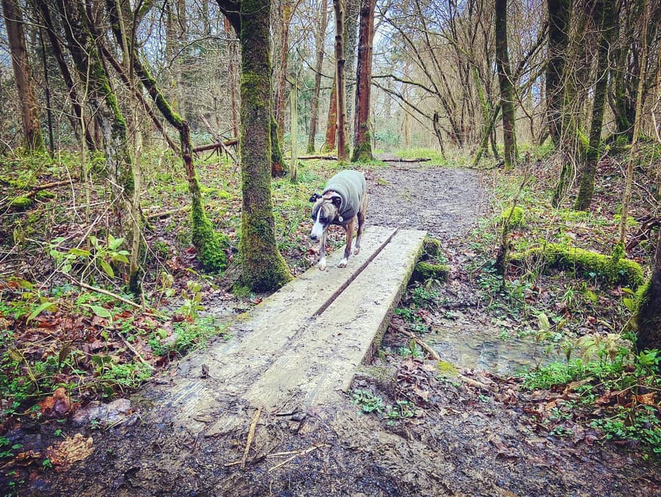 Jett on the second plank bridge 