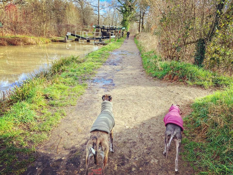 Brewhurst Lock with its unusual gates, where the top one is lower than the bottom one