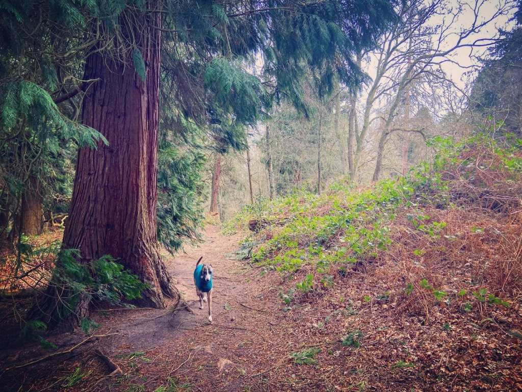 Redwood tree encroaching on the path