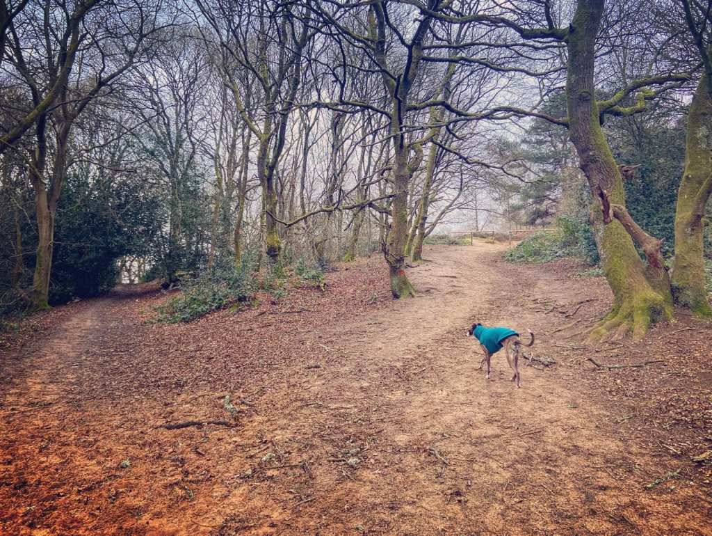 Take the right-hand fork up to and through the gap between the wooden barrier