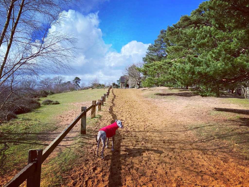 At the brow of the hill, a small fence will be along the left side of the path and St Martha’s Church will come into view ahead. 