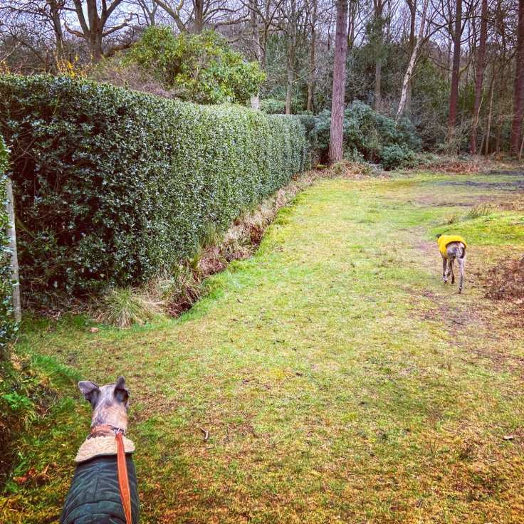 The fence on the left is replaced by a holly bush