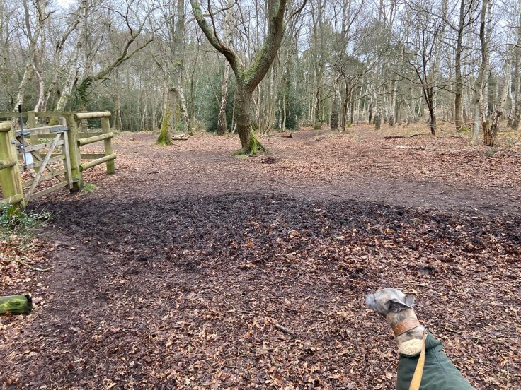 Pass a gate on the left - continue straight ahead here