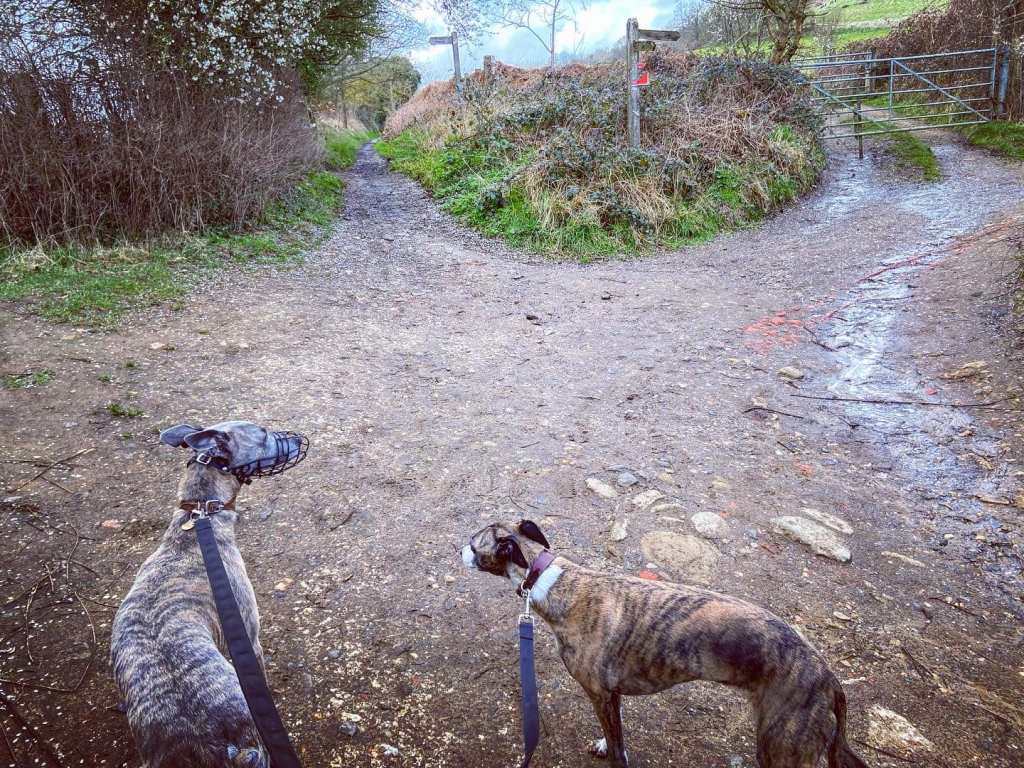 Turn right at the junction of paths by the fingerpost onto the Downs Link path