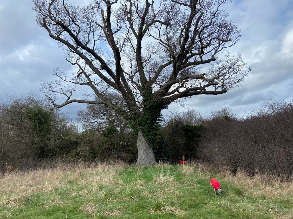 Pass the big tree on the left