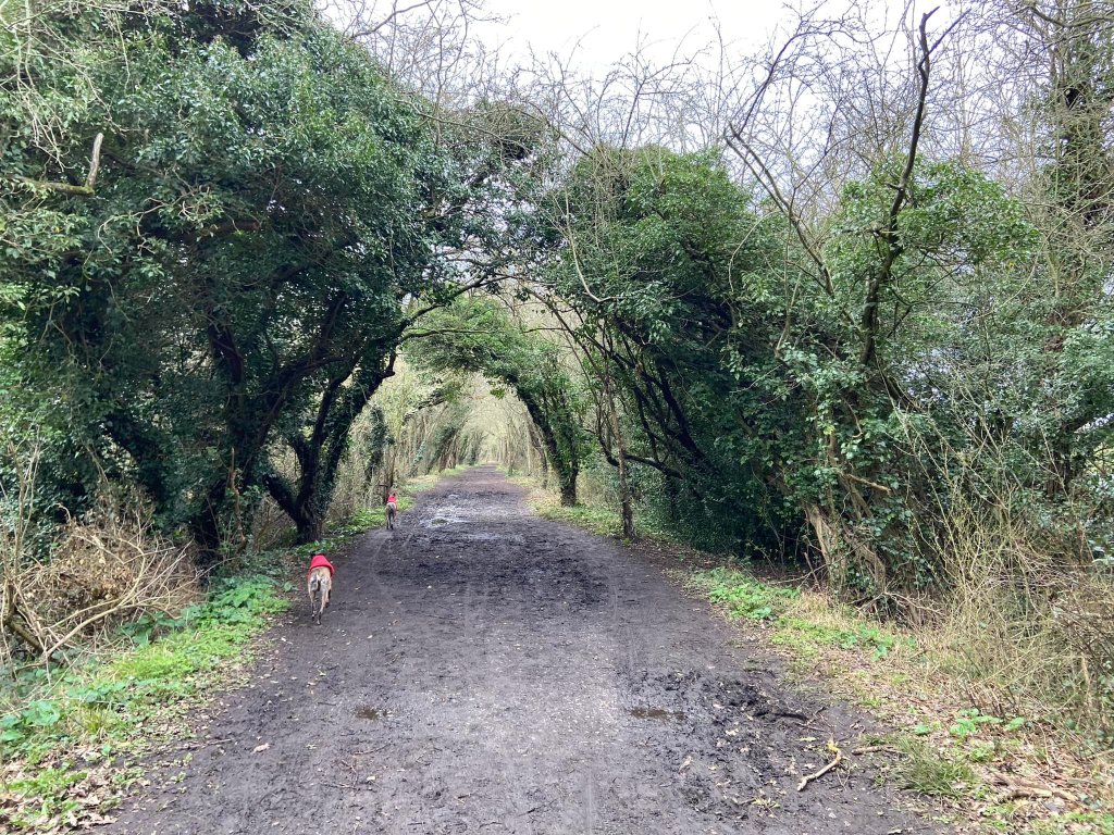 Main tree-lined track was Horton Light Railway Track