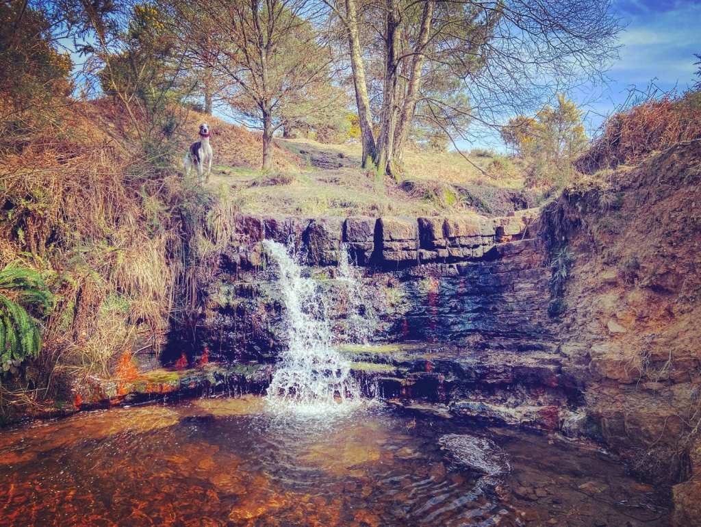 Millie looking pretty at the waterfall